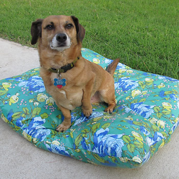 Small brown dog on custom dog bed